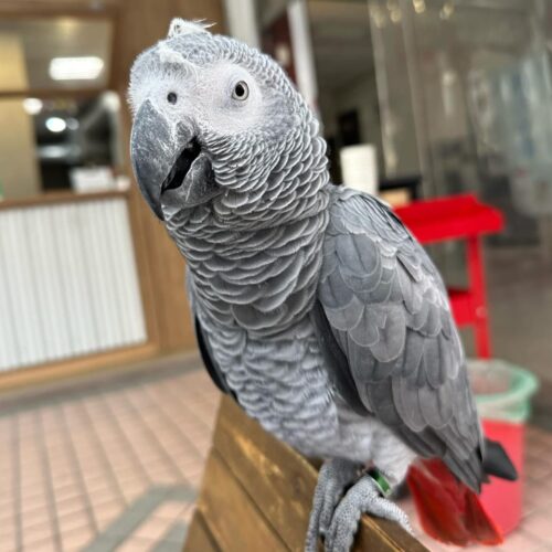 Benny-African-grey