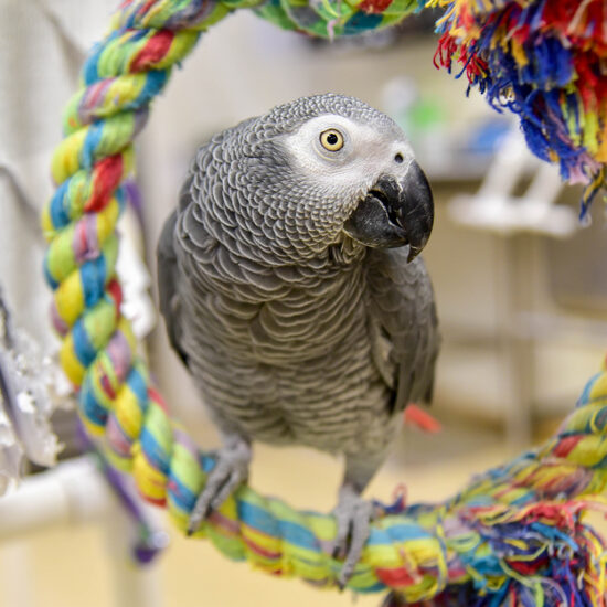 grey-parrot (2)