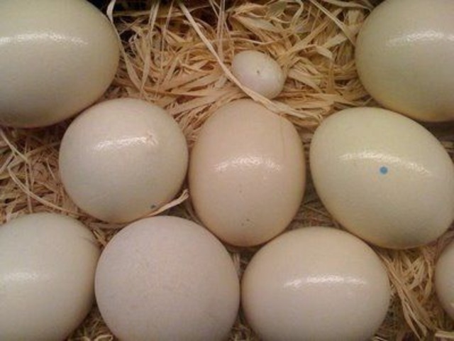 Cockatoo-Eggs-1 Buy Gang Gang Cockatoo Parrot Egg For Sale - Image 1
