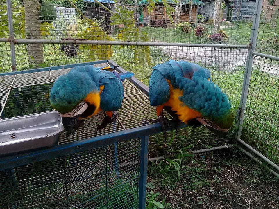 Exotic-Parrots-Farm-Gold Blue And Gold Macaw Baby For Sale - Image 1