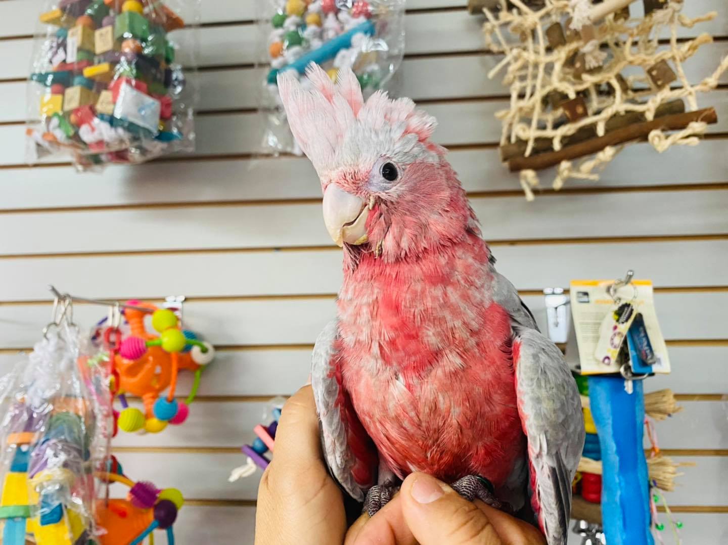 Exotic-Parrots-Farm400 Baby Rose Breasted/galah Cockatoo Parrot For Sale - Image 1