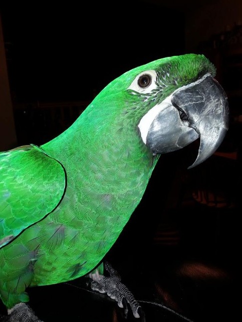 F93487834_3948383_2398939849_3982949983_398494_n Mutation Buffon Macaws - Image 1