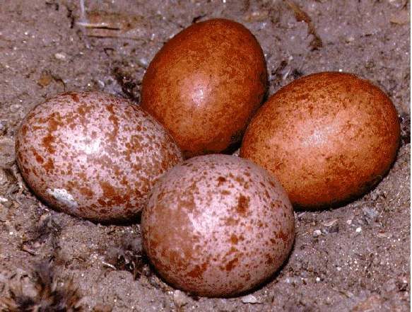 FALCON-EGGS-for-sale Falcon Eggs For Sale - Image 1