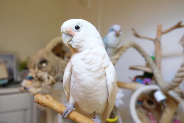 White Cockatoo Parrots For Sale - Image 3