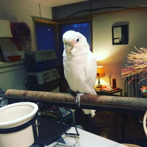 White Cockatoo Parrots For Sale - Image 2