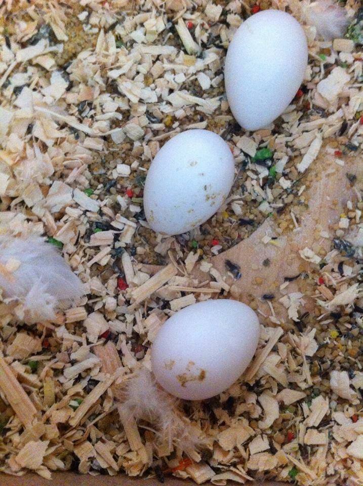 GreenWing-Macaw-parrot-eggs Rainbow Lorikeet Parrots Egg For Sale - Image 1