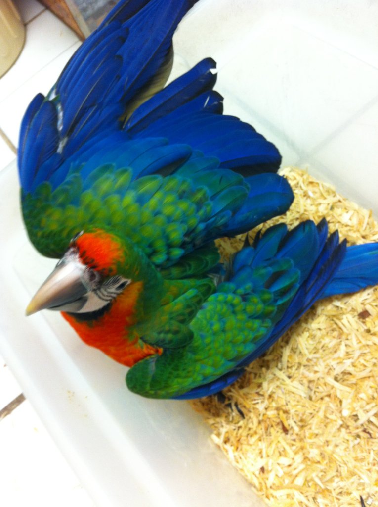 Harlequin1 Baby Harlequin Macaw For Sale - Image 1