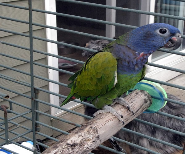 Pionus-Parrots-1 Baby Pionus Parrots For Sale - Image 1