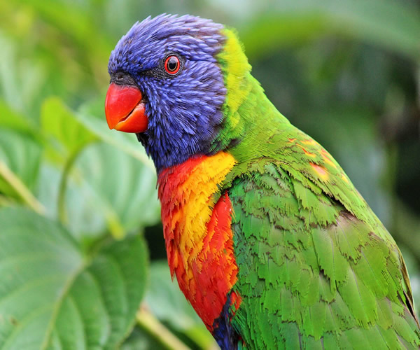 Rainbow-Lorikeet Rainbow Lorikeet Parrots For Sale - Image 1