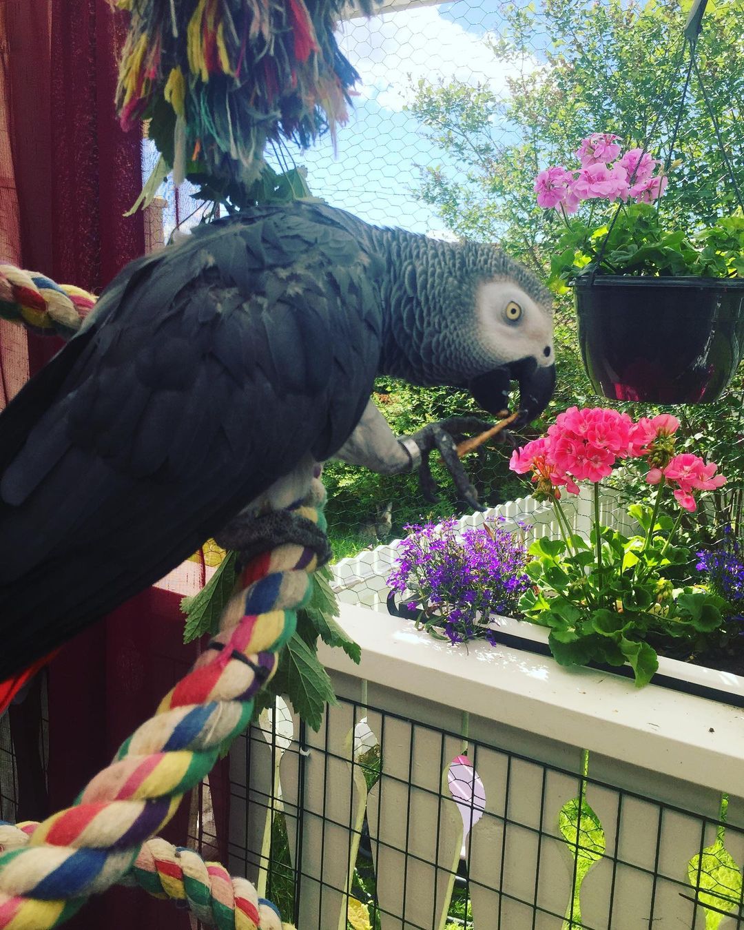 cover_107330757_3025177427560484_1224981799669065904_n Dasha-african Grey Parrot For Sale - Image 1