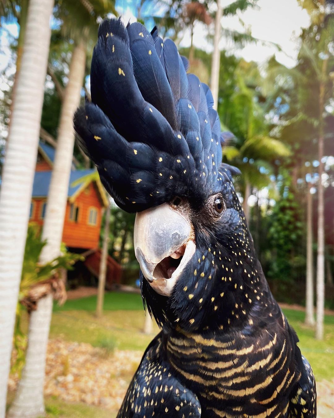 mel_brockpCA-ASFAhwPR1 Gorgeous Red Tail Black Cockatoo - Image 1