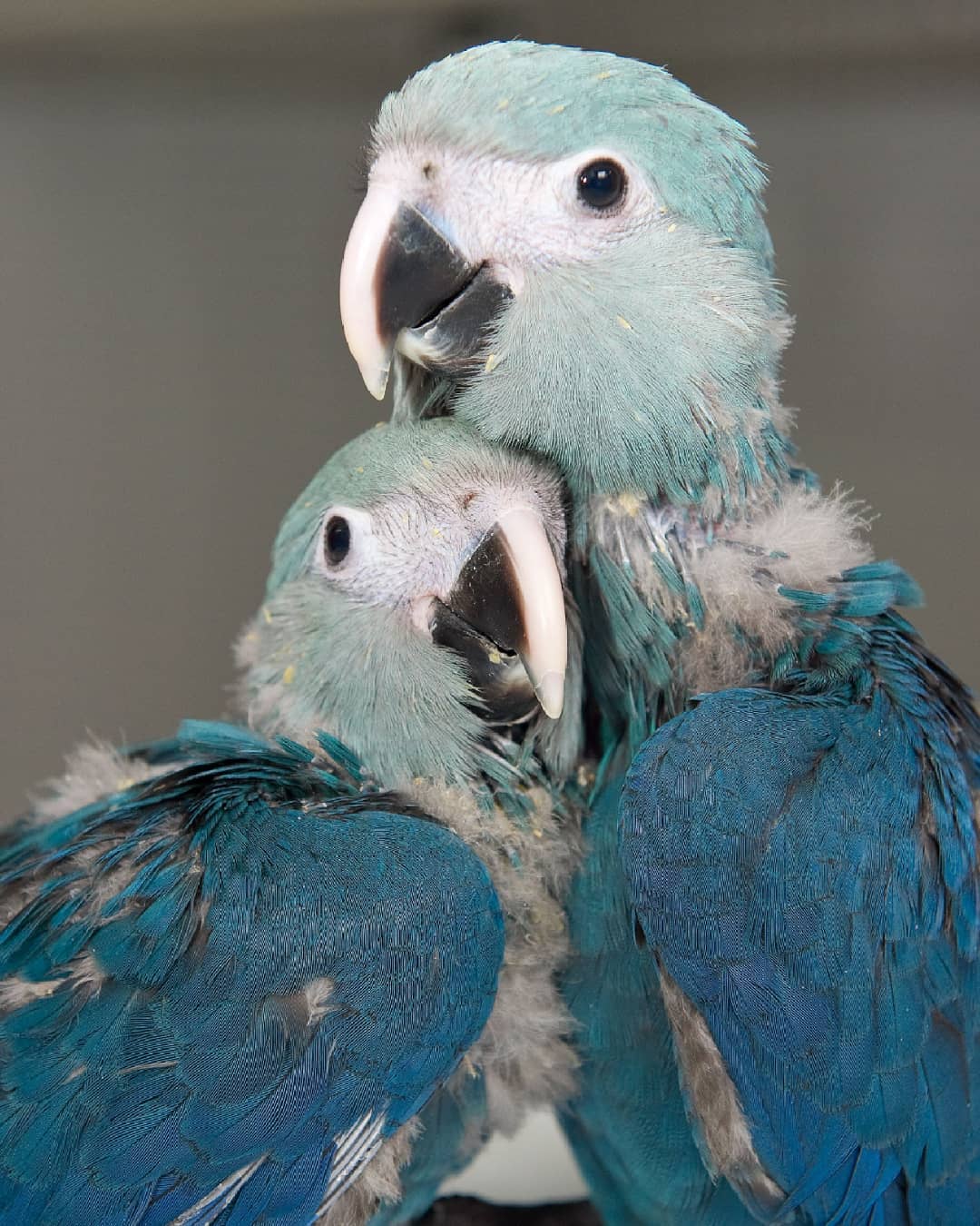 spixs_macaw_fan_page_p_CO2EeuXMFwz_1 Baby Spix’s Macaw Babies For Sale - Image 1