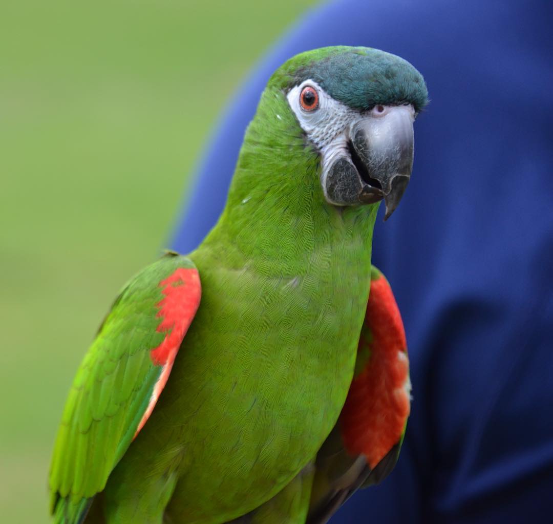 tilly_flying_macawpBDZzoMTkz8K1 Hahns Macaw Parrot For Sale - Image 1