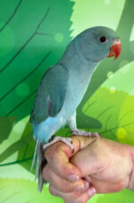 Blue Indian Ringnecks For Sale - Image 2