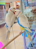 Blue Indian Ringnecks For Sale