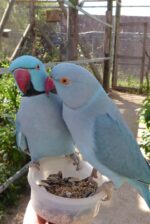 Blue Indian Ringnecks For Sale - Image 3