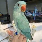 Blue Indian Ringnecks For Sale - Image 4