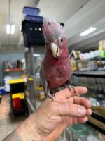 Breasted Cockatoos For Sale - Image 2