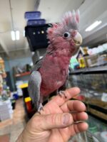 Breasted Cockatoos For Sale - Image 4