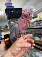 Breasted Cockatoos For Sale - Image 5