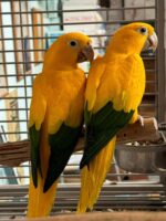 Golden Conures For Sale - Image 2