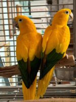 Golden Conures For Sale