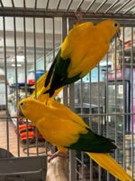 Golden Conures For Sale - Image 3