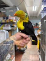 Keel Billed Toucan - Image 2