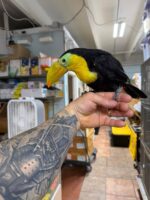 Keel Billed Toucan - Image 3