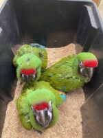 Military Macaw Parrots For Sale - Image 2