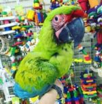 Military Macaw Parrots For Sale