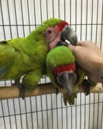 Military Macaw Parrots For Sale - Image 3