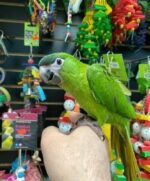 Military Macaw Parrots For Sale - Image 4