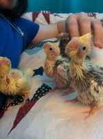 Cockatiels For Sale - Image 2
