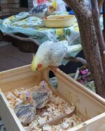 Cockatiels For Sale - Image 3