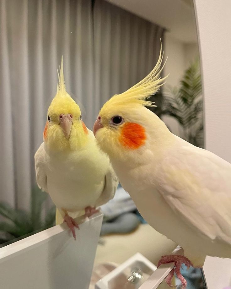 cockatiels (3) Cockatiels For Sale - Image 1