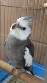 Cockatiels For Sale - Image 4